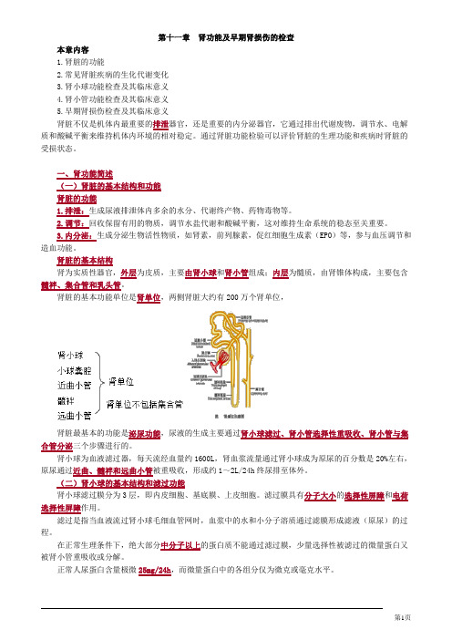 临床检验技师临床化学肾功能及早期肾损伤的检查讲义