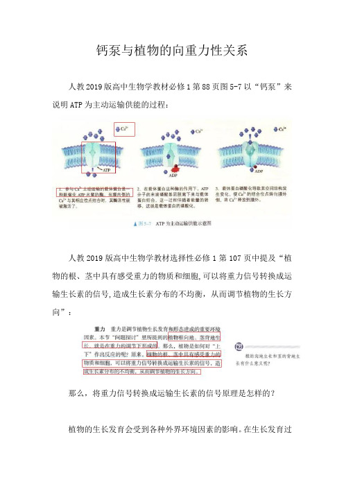 备课素材：钙泵与植物的向重力性关系 高二上学期生物人教版选择性必修1