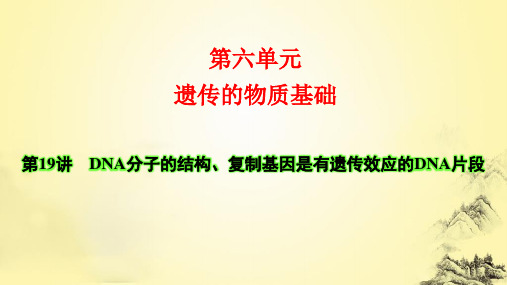 19遗传的物质基础 DNA分子的结构、复制 基因是有遗传效应的DNA片段