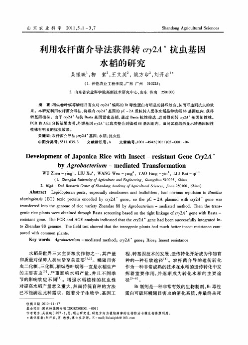 利用农杆菌介导法获得转cry2A抗虫基因水稻的研究