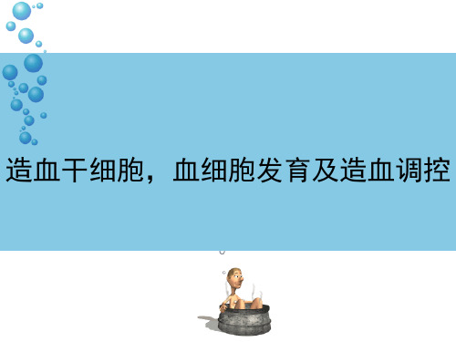 二、造血干细胞,造血调控