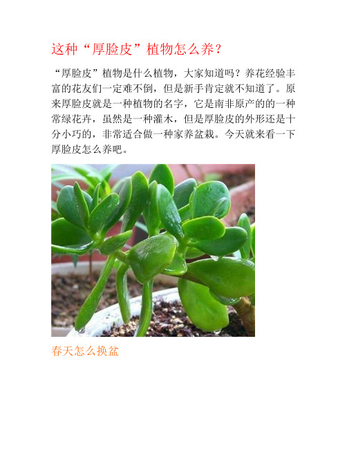 这种“厚脸皮”植物怎么养？