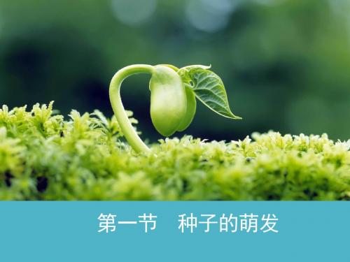 部编人教版七年级生物上册《种子的萌发》课件