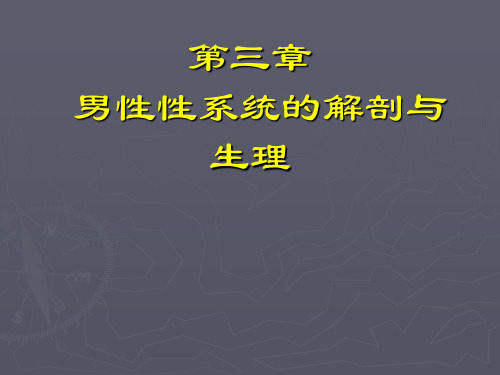 3章：男性性系统的解剖与生理.