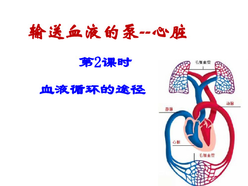 输送血液的泵--心脏 2课时