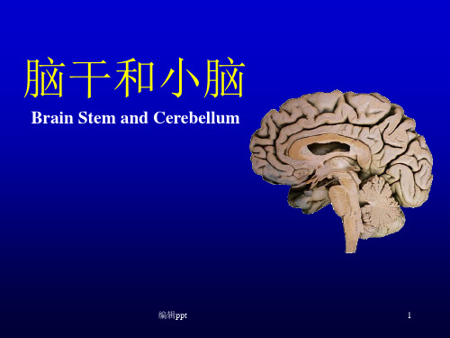 人体解剖学教学课件16脑干、小脑