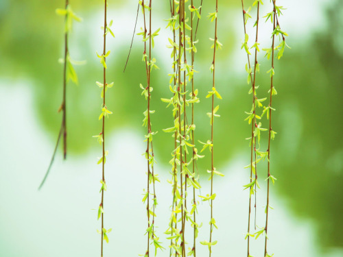 第5节 植物的开花和结果 课件