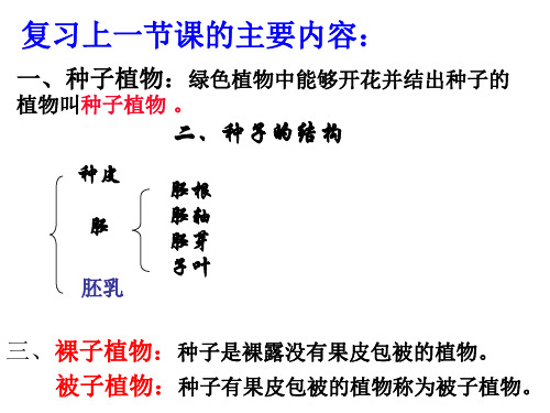 种子的萌发课件(38张ppt)