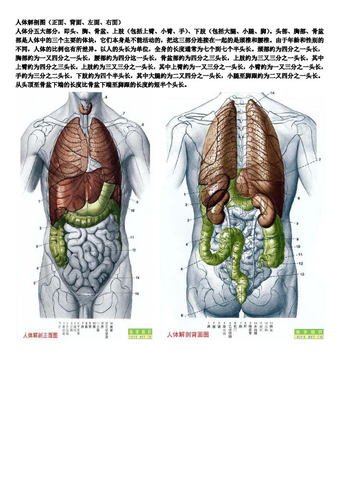 人体解剖图