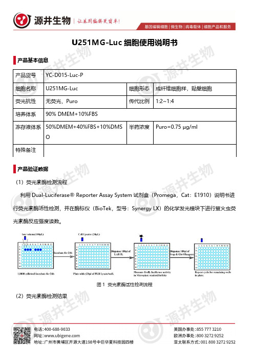 U251MG-Luc 细胞使用说明书