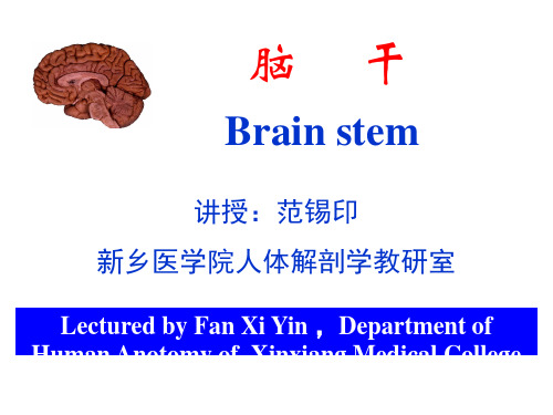 新乡医学院-人体解剖学-脑干ppt课件