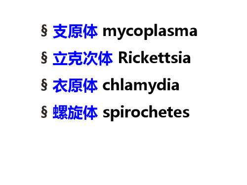 临床医学微生物学PPT18-21章、四体课件