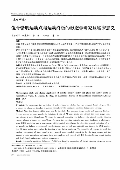 兔骨骼肌运动点与运动终板的形态学研究及临床意义