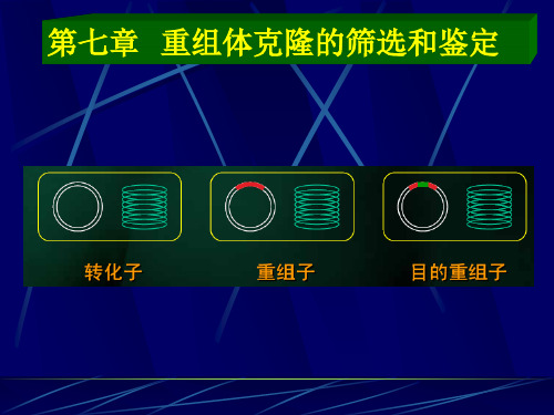 第七章重组体克隆的筛选和鉴定总结