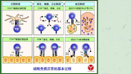 疫学10T细胞介导的细胞免疫应答课件.ppt