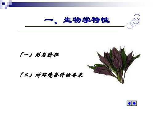 第四节紫背天葵