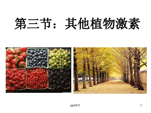 其他植物激素(公开课)  ppt课件