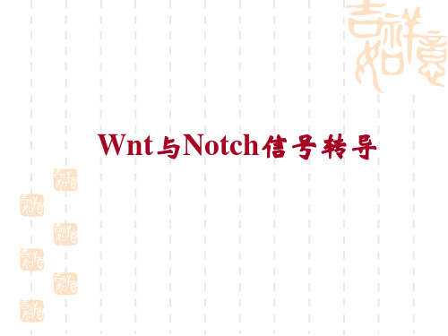 10.Wnt与Notch信号传导(正式)