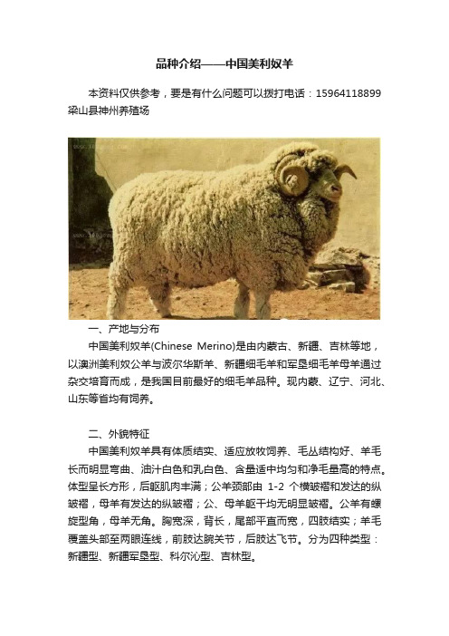 品种介绍——中国美利奴羊