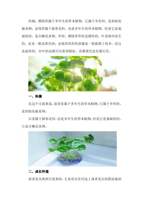 铜钱草与金钱草的区别