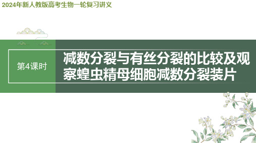 2024年新人教版高考生物一轮复习讲义  减数分裂与有丝分裂的比较及观察蝗虫精母细胞减数分裂装片