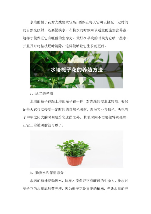 水培栀子花的养殖方法