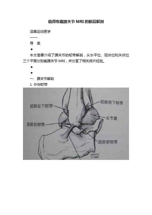 值得收藏踝关节MRI的断层解剖