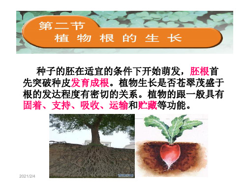 七年级》苏教版七年级上册第3单元 生物圈中的绿色植物 第五章 绿色植物的一生》第二节 植物根的生长课