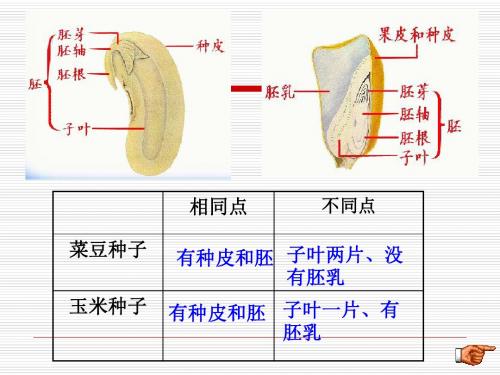 3.2.1第一节   种子的萌发