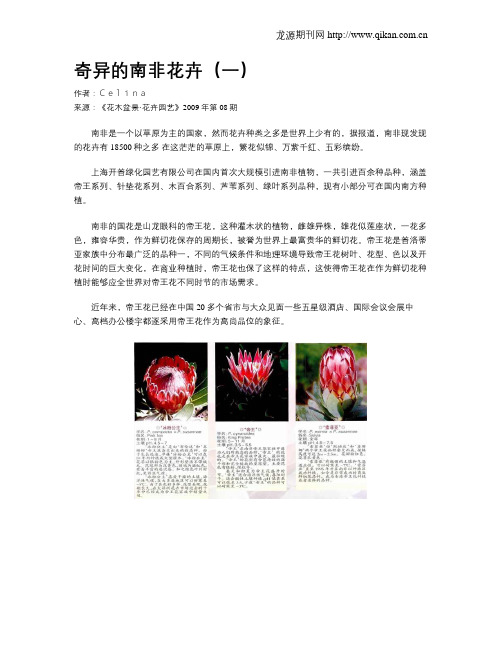 奇异的南非花卉(一)