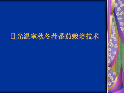 日光温室秋冬茬番茄栽培技术