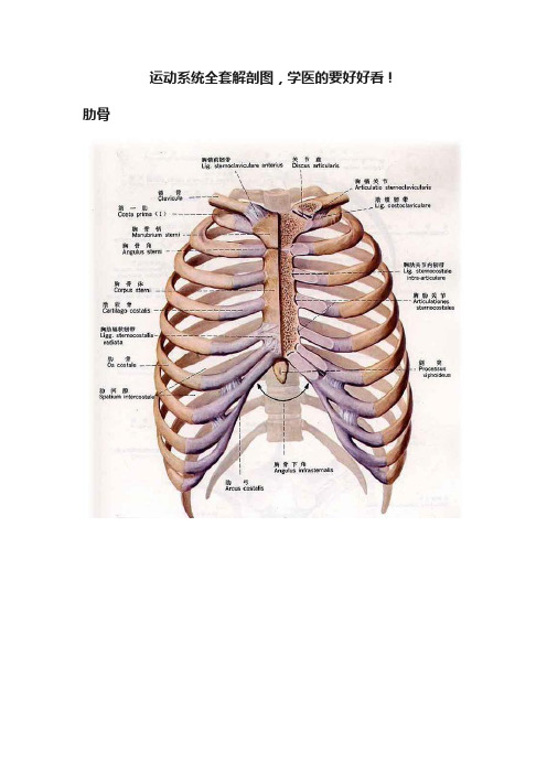 运动系统全套解剖图，学医的要好好看！