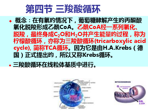 三羧酸循环专业知识课件