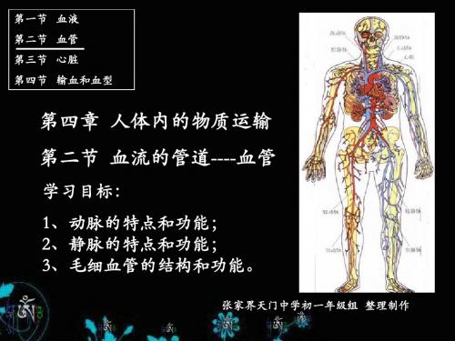 生物：血流的管道--血管课件(人教版七年级下)