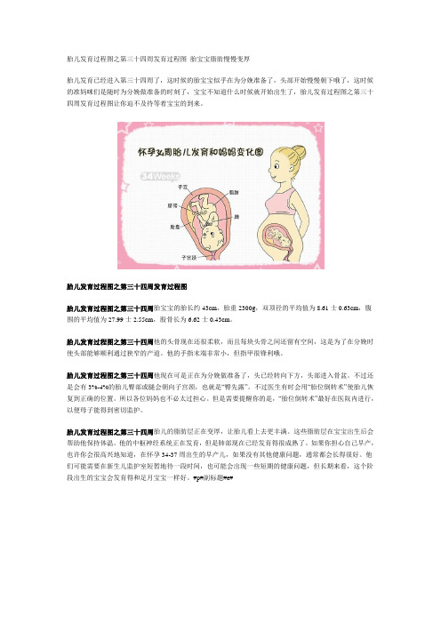 胎儿发育过程图之第三十四周发育过程图