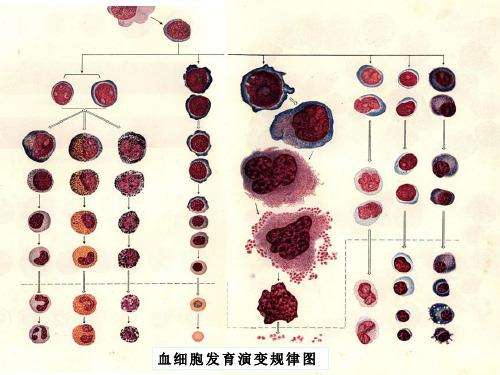 正常血细胞形态学检测实验