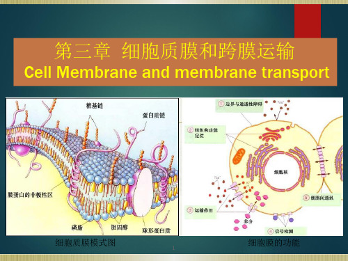 (完整版)重庆大学细胞生物学-第三章-细胞质膜与跨膜运输