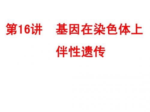 2015届高三一轮复习人教版生物 第16讲 基因在染色体上和伴性遗传