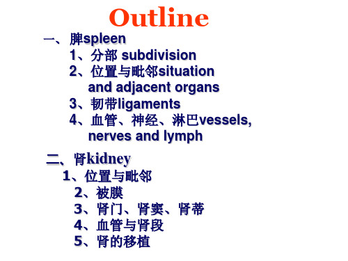 脾、肾应用解剖-PPT课件