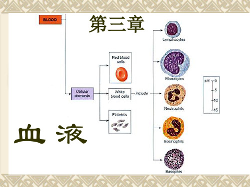 学业水平生理学第3章血液PPt