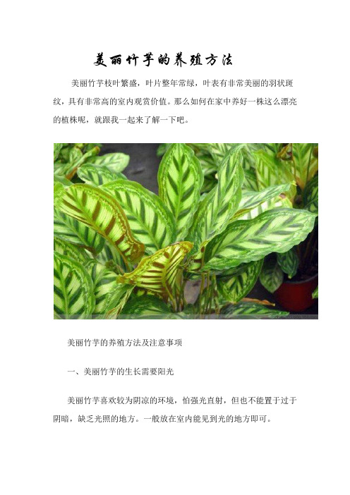 美丽竹芋的养殖方法