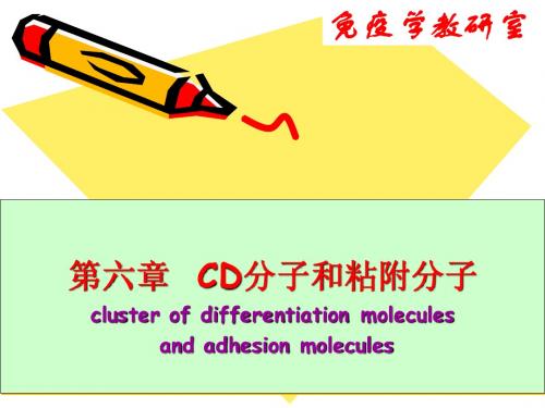 第六章 CD分子和粘附分子