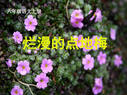 六年级语文上册《烂漫的点地梅》课件