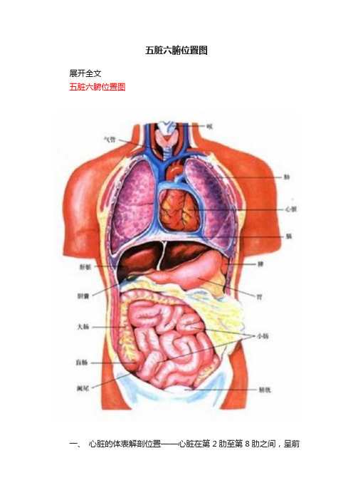 五脏六腑位置图