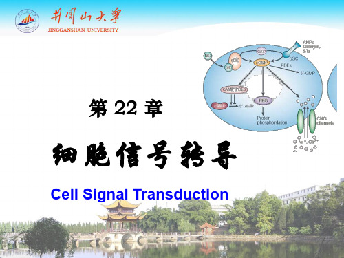 细胞生物化学第22章 细胞信号转导