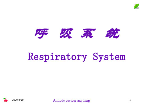 --呼吸系统29558ppt课件