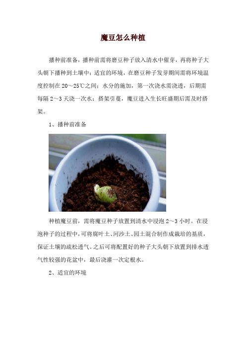 魔豆怎么种植