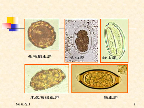 人体寄生虫实验 - 实验课自检标本-