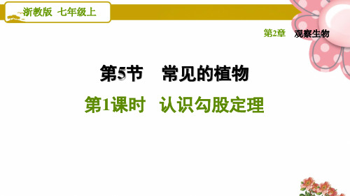 浙教版七年级科学上册阶段专项复习(三)ppt课件