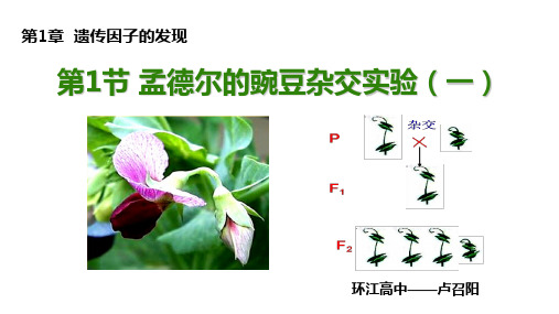 第1节 孟德尔的豌豆杂交实验(一)